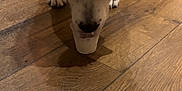 Hiccup is registered to the contest to win money with this photo: animal, bandana, black_spots, canine, close_up, cup, cute, dog, domestic_animal, flooring, focused, food, head, indoor, mammal, pet, snack, treat, white, wooden_floor