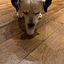 dog, white, black_spots, bandana, wooden_floor, indoor, pet, canine, flooring, cup, treat, snack, close_up, animal, mammal, domestic_animal, head, focused, food, cute