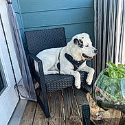 Hiccup is registered to the contest to win money with this photo: black_spots, blue_wall, chair, companion, daylight, dog, furniture, green_plants, harness, leash, outdoor, pet, porch, relaxed, sitting, striped_screen, terrarium, white_dog, wooden_deck, woven_chair