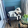 black_spots, blue_wall, chair, companion, daylight, dog, furniture, green_plants, harness, leash, outdoor, pet, porch, relaxed, sitting, striped_screen, terrarium, white_dog, wooden_deck, woven_chair