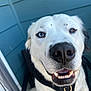 Hiccup joined the competition — help win amazing prizes! dog, close_up, heterochromia, blue_eye, brown_eye, smiling, teeth, black_harness, pet, animal, fur, outdoor, friendly, canine, portrait, white_fur, sitting, happy, nose, ears