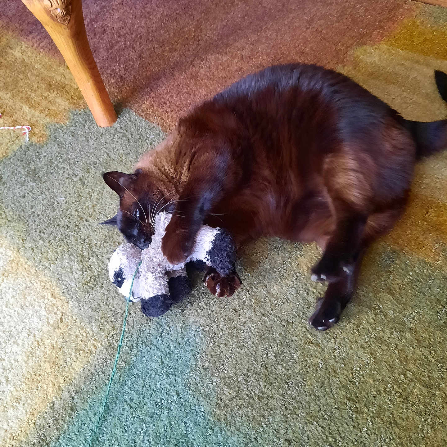 Jasper is registered to the contest to win money with this photo: animal, black, brown, carpet, cat, claw, cute, fur, furniture_leg, home, indoor, panda, paw, pet, playing, plush_toy, relaxed, toy, whiskers, wood_floor