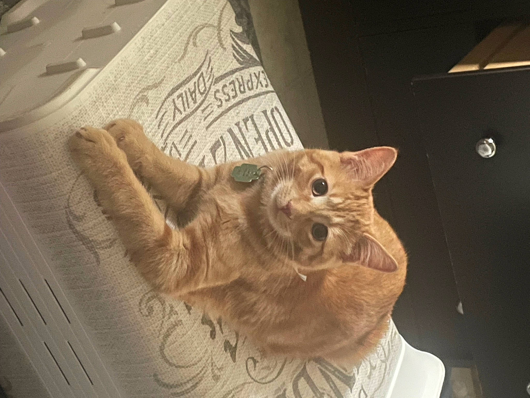 Joey is registered to the contest to win money with this photo: art, carnivore, cat, claw, domestic_short_haired_cat, ear, fawn, felidae, font, fur, gesture, paper, paw, small_to_medium_sized_cats, snout, tail, visual_arts, whiskers, wood