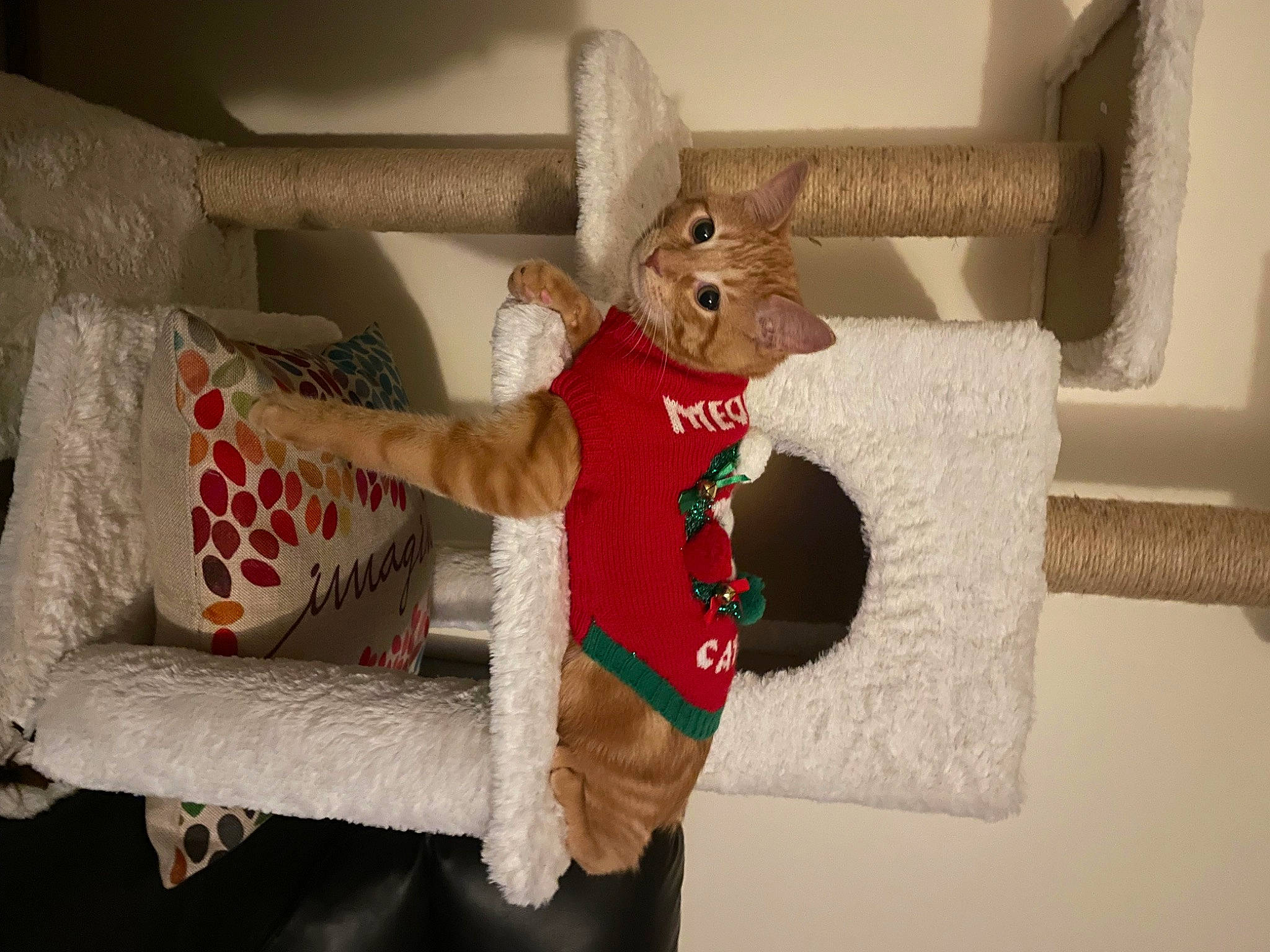 Joey joined the competition — help win amazing prizes! carmine, christmas, christmas_ornament, deer, event, fawn, fur, holiday, holiday_ornament, interior_design, ornament, plush, room, shelf, stuffed_toy, tail, textile, toy, wood, wool
