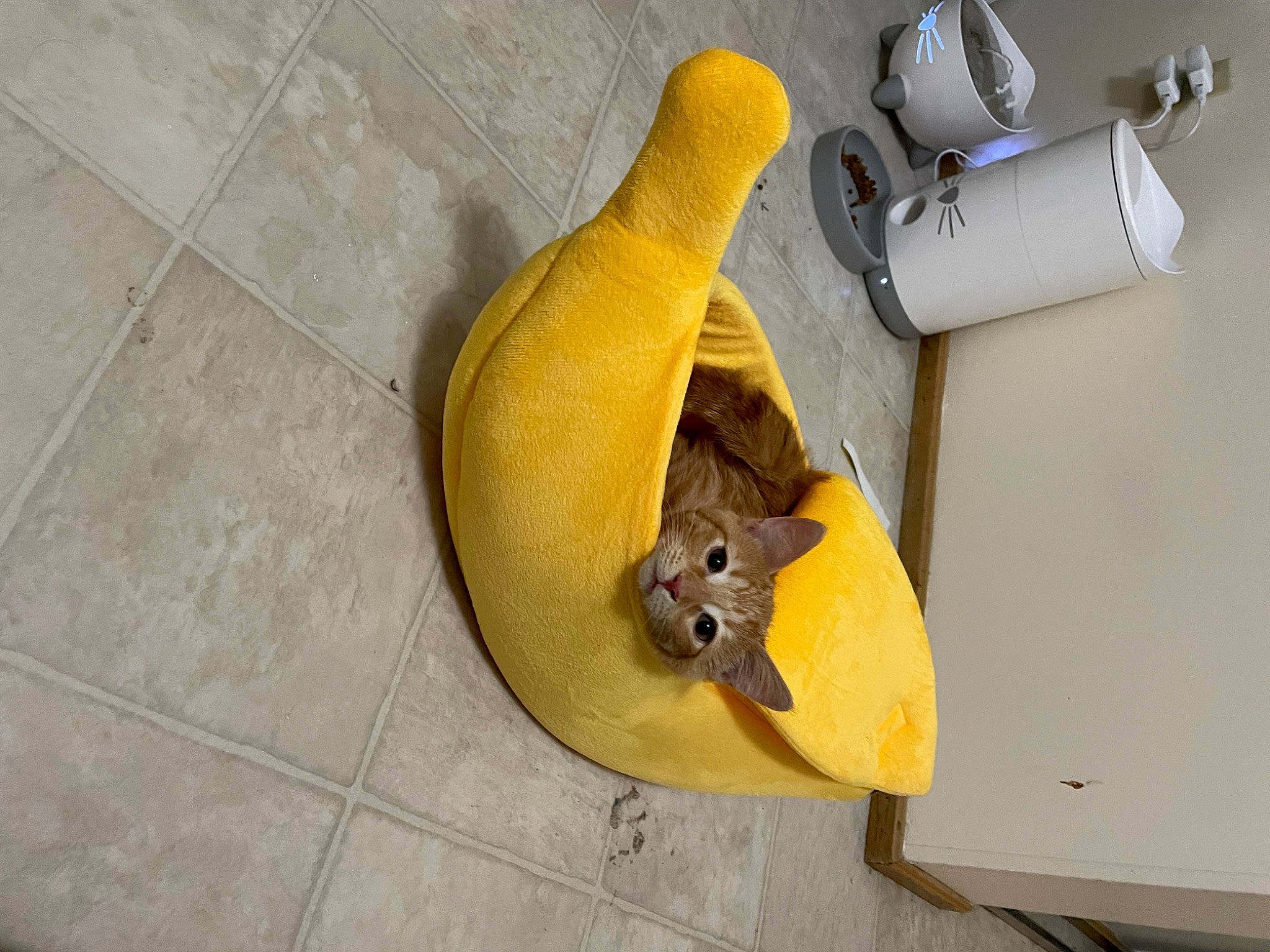 Joey is registered to the contest to win money with this photo: art, banana_family, carnivore, cat, fawn, felidae, flooring, gas, pipe, reptile, room, small_to_medium_sized_cats, tail, terrestrial_animal, wood