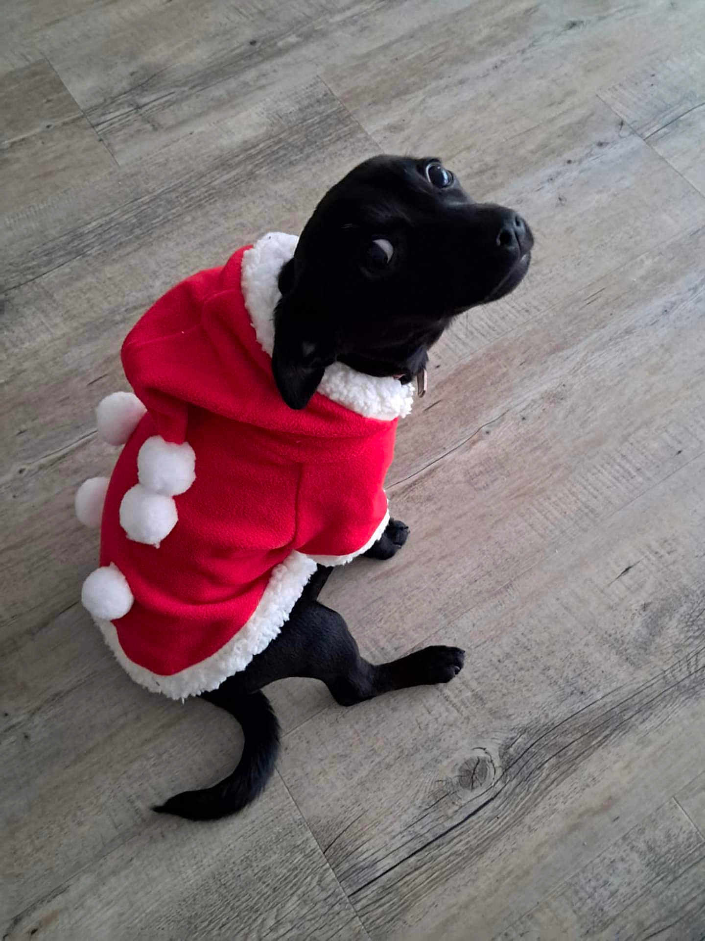 Laya participe au concours pour gagner de l'argent avec cette photo : dog, black_dog, pet, small_dog, red_coat, pom_poms, festive_clothing, looking_up, wooden_floor, indoors, cute, animal, fur, tail, ears, canine, holiday_outfit, costume, sitting, adorable
