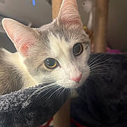 Kota joined the competition — help win amazing prizes! cat, pet, whiskers, ears, feline, indoor, curious, closeup, fur, animal, face, pink_nose, eyes, perch, soft_texture, playful, domestic, kitten, portrait, resting