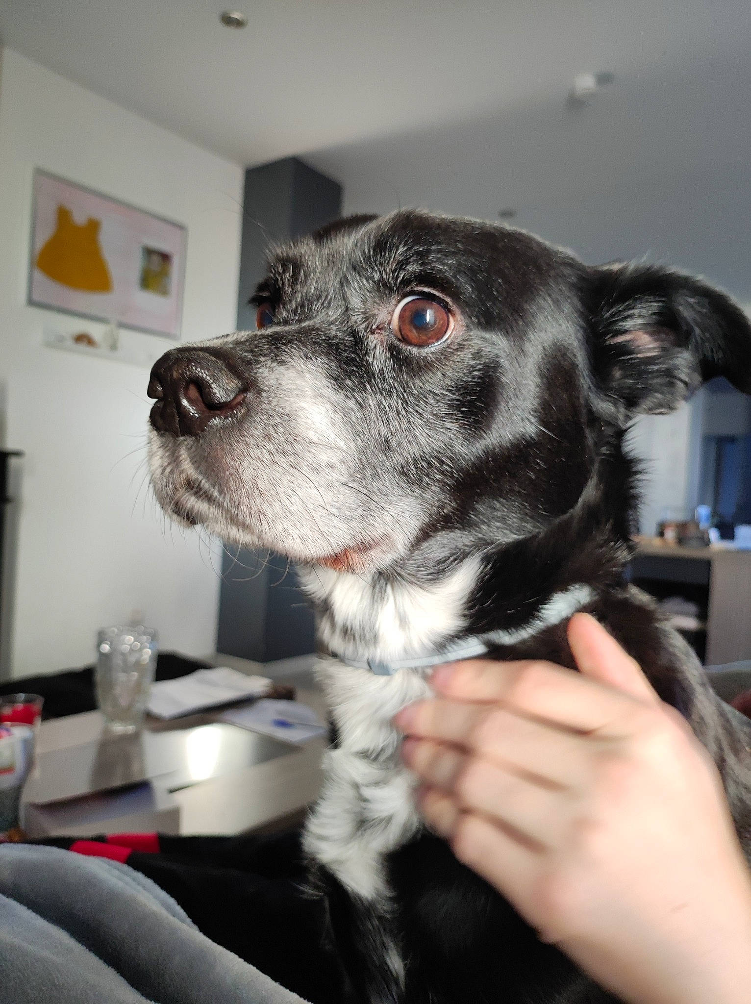 Iron participe au concours pour gagner de l'argent avec cette photo : ball, borador, braque_dauvergne, canidae, carnivore, companion_dog, dog, dog_breed, fur, nail, non_sporting_group, picture_frame, puppy, sporting_group, street_dog, texas_heeler, whiskers, working_animal, working_dog