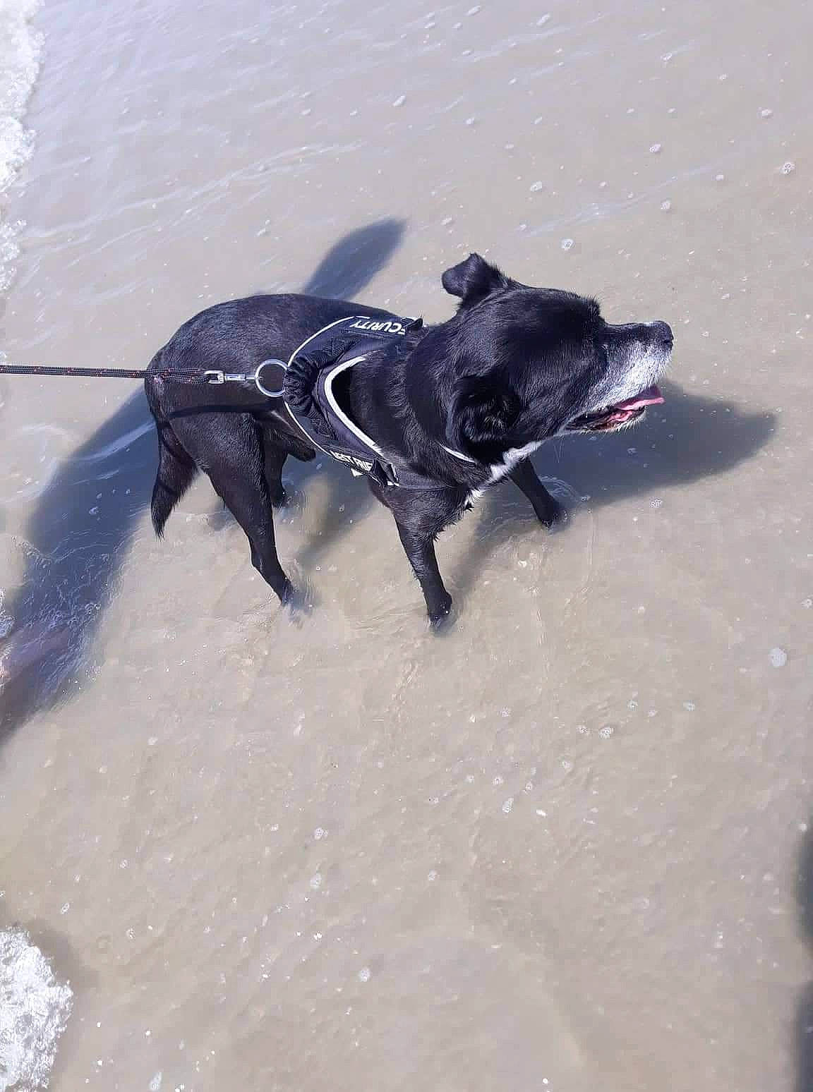 Iron a rejoint le concours — aidez-le/la à gagner de superbes lots ! beach, canidae, carmine, carnivore, dog_breed, electric_blue, event, fur, non_sporting_group, sand, shadow, snout, sporting_group, tail, water, winter, working_animal