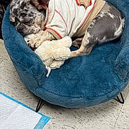 Chanel joined the competition — help win amazing prizes! dog, sleeping, plush_bed, stuffed_toy, shirt, indoor, floor, pet_pad, rest, cozy, fur, animal, cute, relaxed, paw, ear, snout, pet, comfort, napping