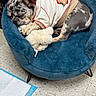 dog, sleeping, plush_bed, stuffed_toy, shirt, indoor, floor, pet_pad, rest, cozy, fur, animal, cute, relaxed, paw, ear, snout, pet, comfort, napping