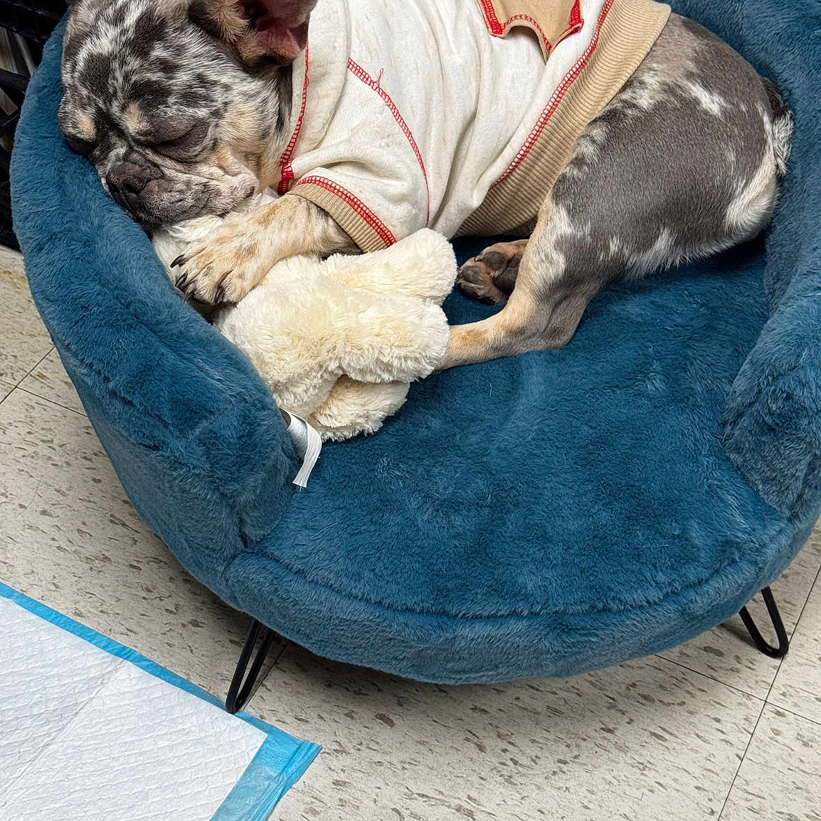 Chanel joined the competition — help win amazing prizes! dog, sleeping, plush_bed, stuffed_toy, shirt, indoor, floor, pet_pad, rest, cozy, fur, animal, cute, relaxed, paw, ear, snout, pet, comfort, napping
