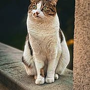 Jack a rejoint le concours — aidez-le/la à gagner de superbes lots ! cat, tabby, white_fur, green_eyes, sitting, outdoor, stone_ledge, portrait, animal, feline, pet, whiskers, ears, fur, nature, daylight, closeup, cute, alert, calm