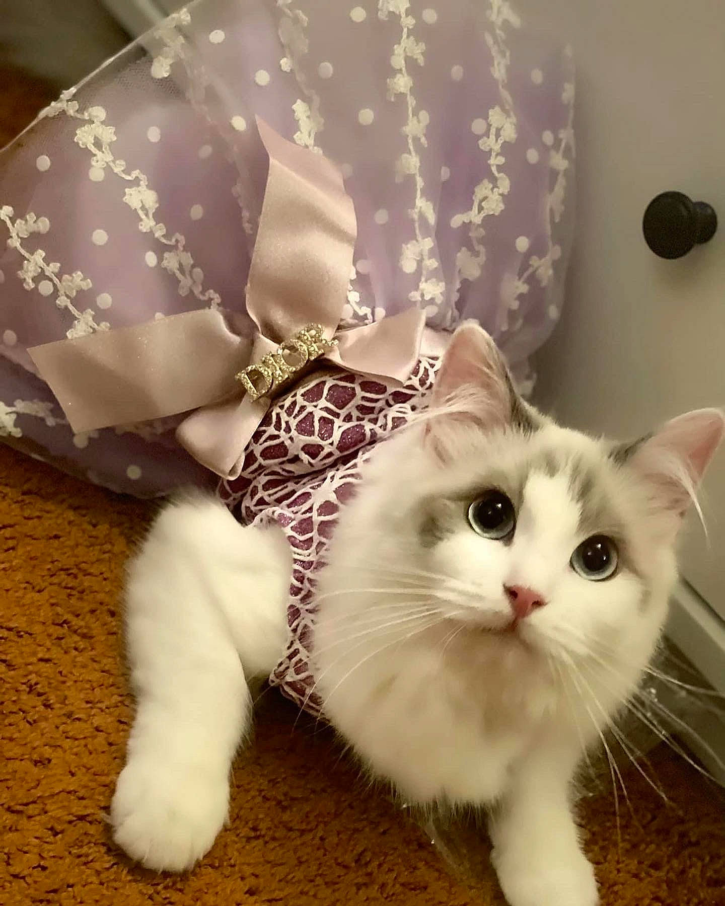 Shanel joined the competition — help win amazing prizes! baby_toddler_clothing, carnivore, cat, comfort, domestic_short_haired_cat, fashion_accessory, felidae, fur, paw, small_to_medium_sized_cats, tail, whiskers