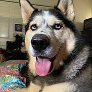 Iris is registered to the contest to win money with this photo: dog, husky, blue_eyes, tongue_out, pet, indoor, bed, quilt, fur, canine, close_up, animal, muzzle, ears, happy, domestic, companion, resting, portrait, household
