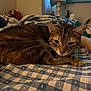 Rose is registered to the contest to win money with this photo: cat, tabby_cat, pet, animal, resting, indoor, blanket, checkered, bedroom, lamp, cozy, fur, whiskers, paw, sleepy, domestic, feline, soft_light, home, comfort
