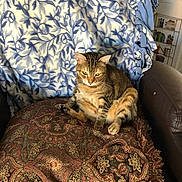 Rose is registered to the contest to win money with this photo: cat, tabby_cat, cushion, blanket, chair, indoor, patterned, furniture, relaxed, resting, pet, domestic_animal, cozy, brown, striped, ears, whiskers, paws, home, decor
