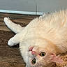 animal, cat, close_up, curious, cute, domestic_animal, feline, floor, fluffy, green_eyes, indoor, lying_down, pet, pink_nose, playful, relaxed, rug, whiskers, white_cat, wooden_floor