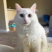Nala is registered to the contest to win money with this photo: animal, blanket, carpet, cat, cozy, curious, cute, domestic_cat, ears, feline, fluffy, furniture, green_eyes, indoor, living_room, mammal, pet, portrait, whiskers, white_cat