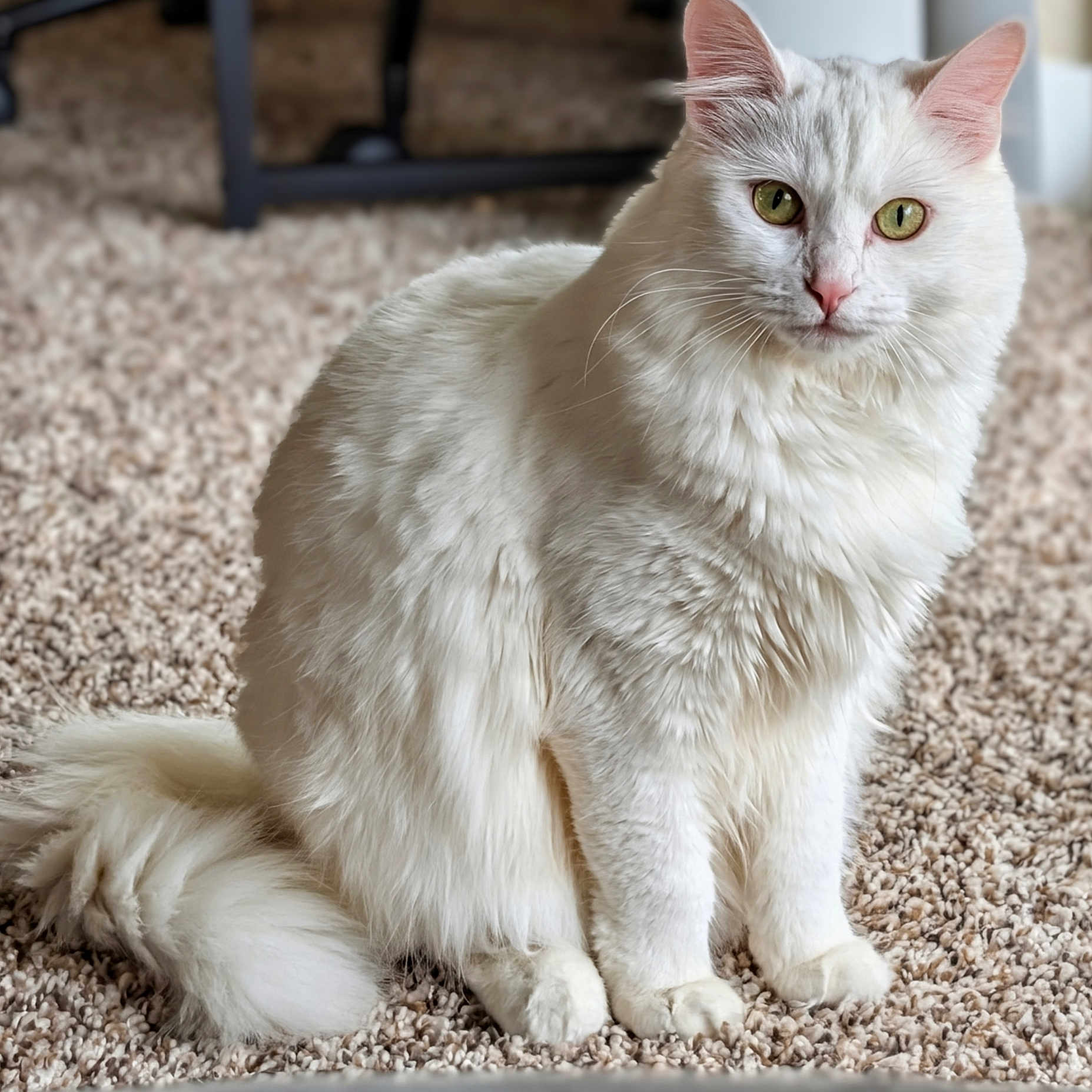 Nala
