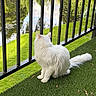 Nala joined the competition — help win amazing prizes! animal, artificial_grass, balcony, cat, daylight, feline, fur, grass, greenery, nature, outdoor, peaceful, pet, pond, railing, sitting, tail, trees, water_reflection, white_cat