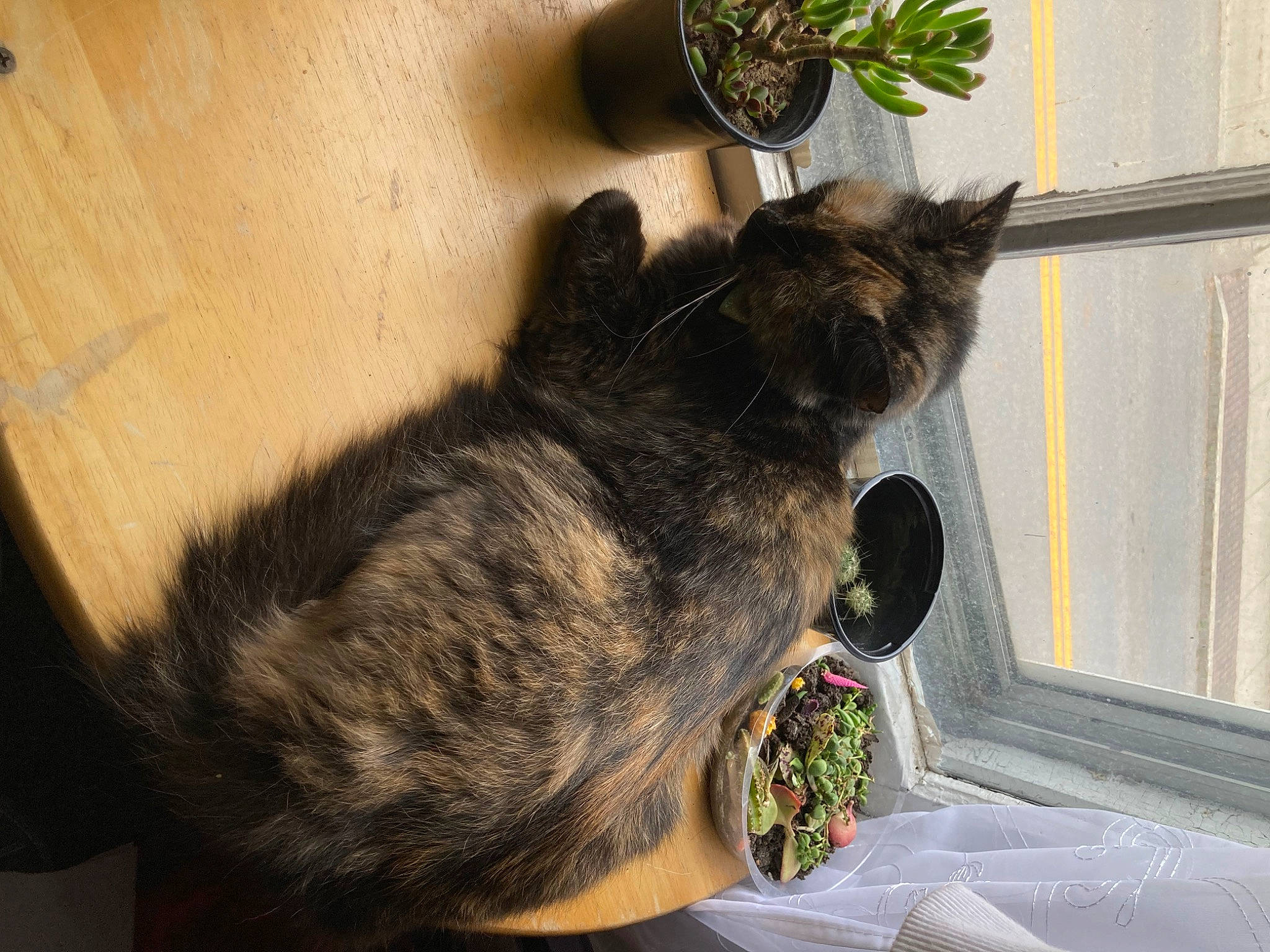 Annabell joined the competition — help win amazing prizes! carnivore, cat, claw, comfort, dog_breed, domestic_short_haired_cat, ear, fawn, felidae, flowerpot, fur, houseplant, paw, plant, small_to_medium_sized_cats, snout, sporting_group, tail, whiskers, window