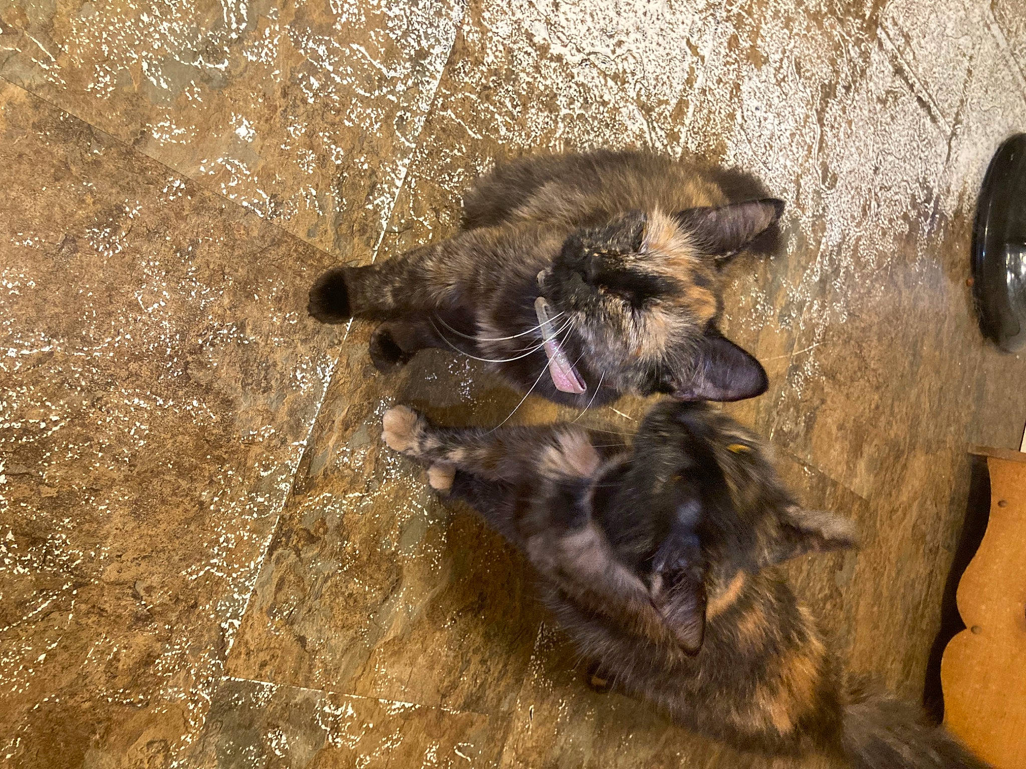 Annabell joined the competition — help win amazing prizes! bat, carnivore, cat, claw, dog_breed, fawn, felidae, fur, paw, sand, shadow, small_to_medium_sized_cats, soil, tail, terrestrial_animal, whiskers, wildlife, wood, working_animal