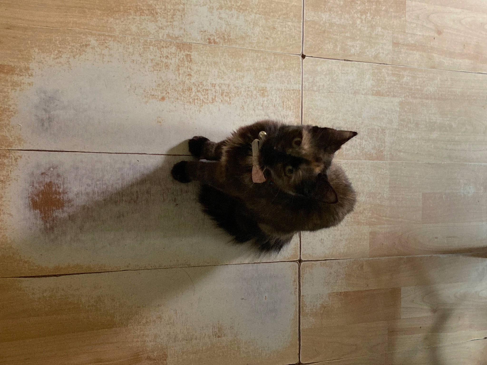 Annabell joined the competition — help win amazing prizes! art, black_cat, carnivore, cat, dog_breed, domestic_short_haired_cat, felidae, floor, flooring, fur, grey, hardwood, shadow, small_to_medium_sized_cats, tail, terrestrial_animal, tints_and_shades, visual_arts, whiskers, wood