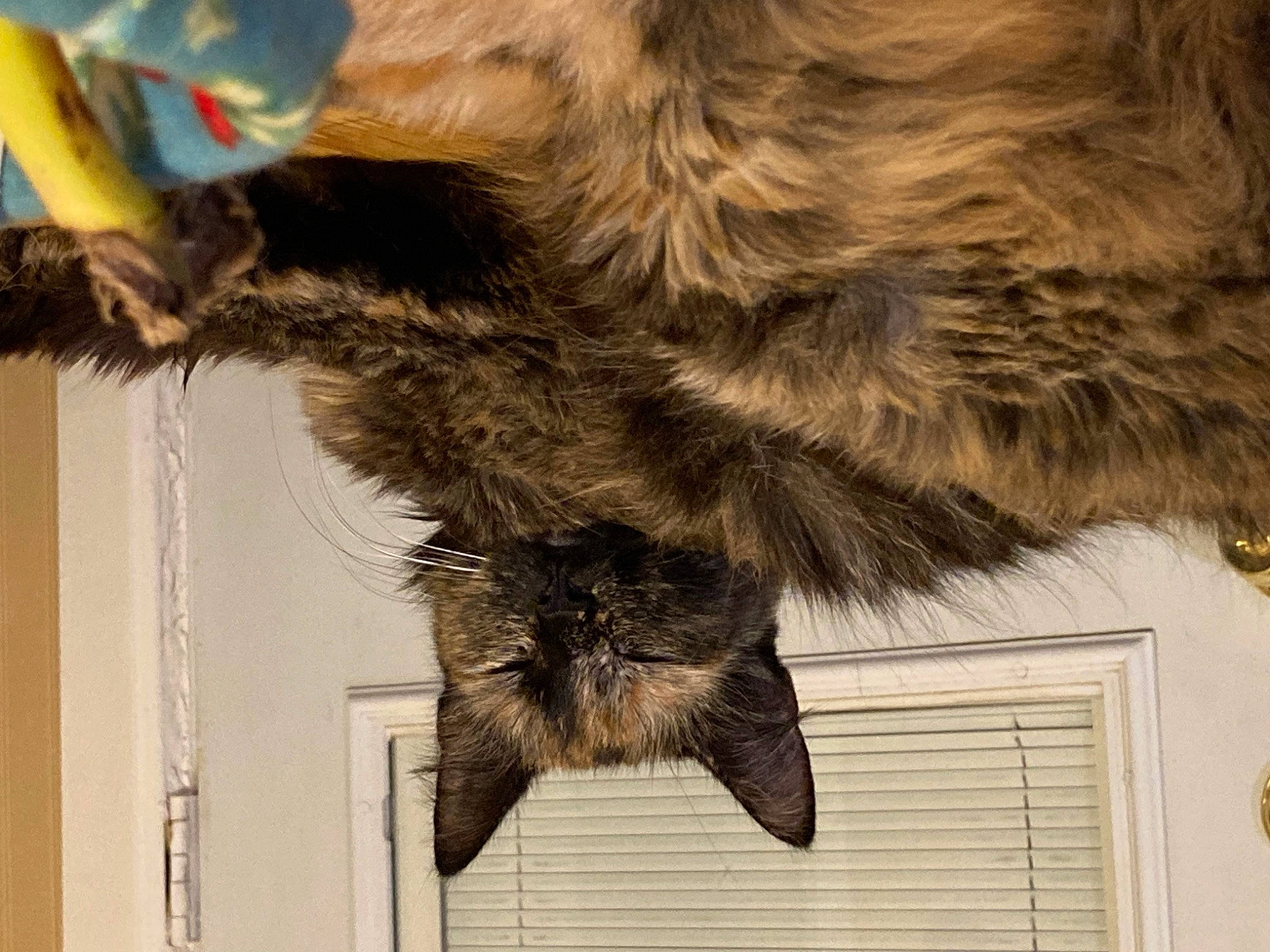 Annabell is registered to the contest to win money with this photo: animal_product, canidae, carnivore, claw, dog_breed, feather, felidae, fur, fur_clothing, liver, natural_material, small_to_medium_sized_cats, snout, sporting_group, tail, terrestrial_animal, whiskers, window, wing