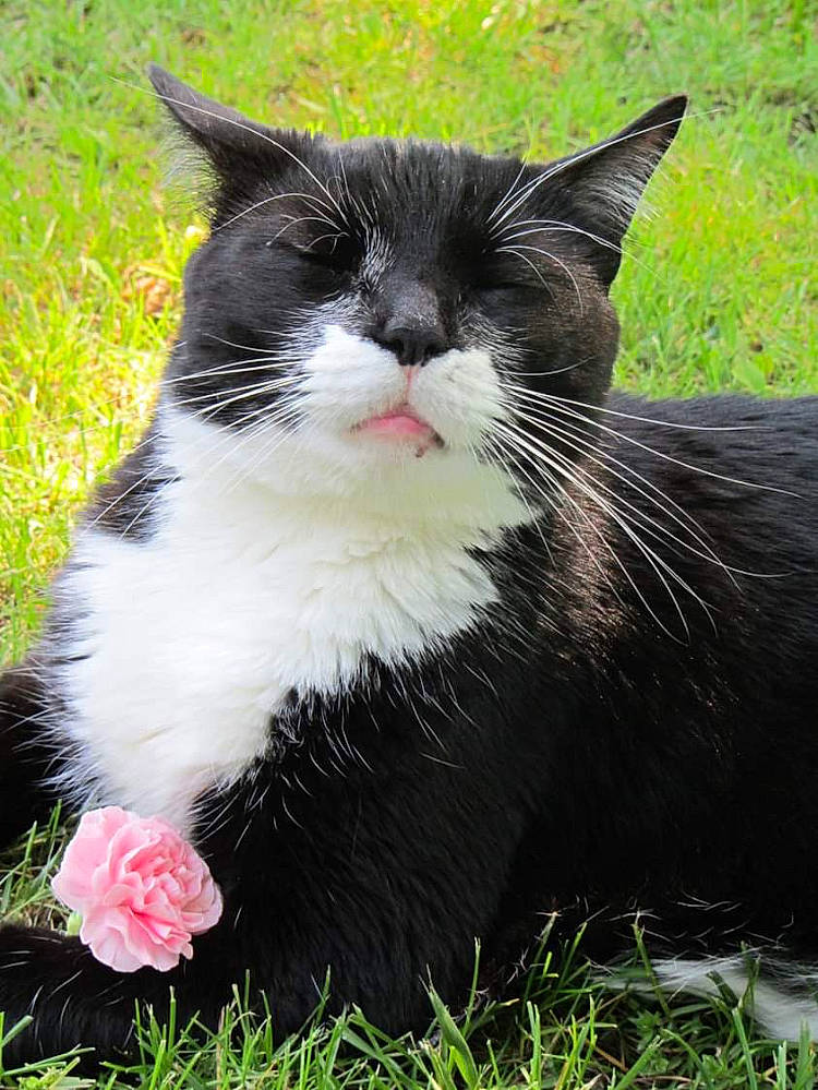 Milo joined the competition — help win amazing prizes! black_cat, carnivore, cat, domestic_short_haired_cat, felidae, flower, fur, grass, groundcover, herb, herbaceous_plant, paw, petal, plant, sitting, small_to_medium_sized_cats, snout, tail, terrestrial_animal, whiskers