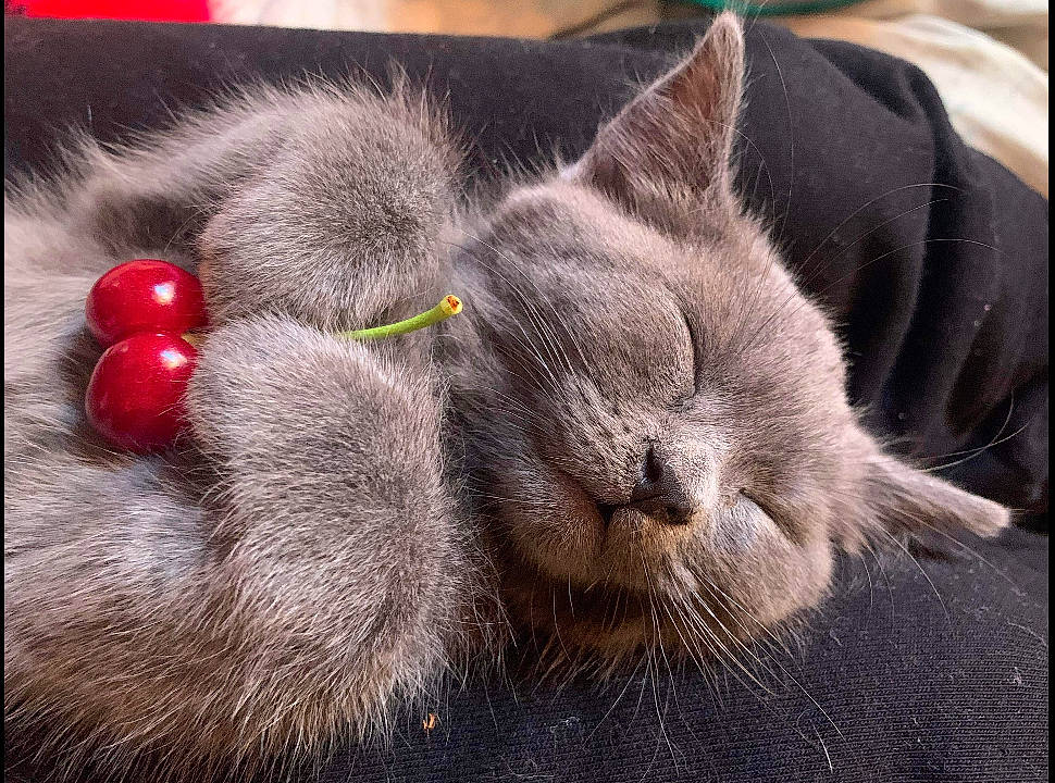 Lewis a rejoint le concours — aidez-le/la à gagner de superbes lots ! black_cat, carnivore, cat, cat_bed, cat_supply, chartreux, claw, comfort, domestic_short_haired_cat, ear, felidae, fur, grey, nap, paw, russian_blue, sleep, small_to_medium_sized_cats, snout, whiskers