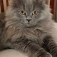 Phoebe is registered to the contest to win money with this photo: abyssinian, angora, animal, armchair, cat, chair, couch, crib, furniture, gray, hardwood, homedecor, indoors, infantbed, kitten, manx, pet, plywood, siamese, wood