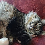Sara joined the competition — help win amazing prizes! animal, cat, closeup, couch, cozy, cute, domestic_animal, face, fluffy, fur, indoor, patterned, paw, pet, red, relaxed, resting, sleeping, tabby, whiskers