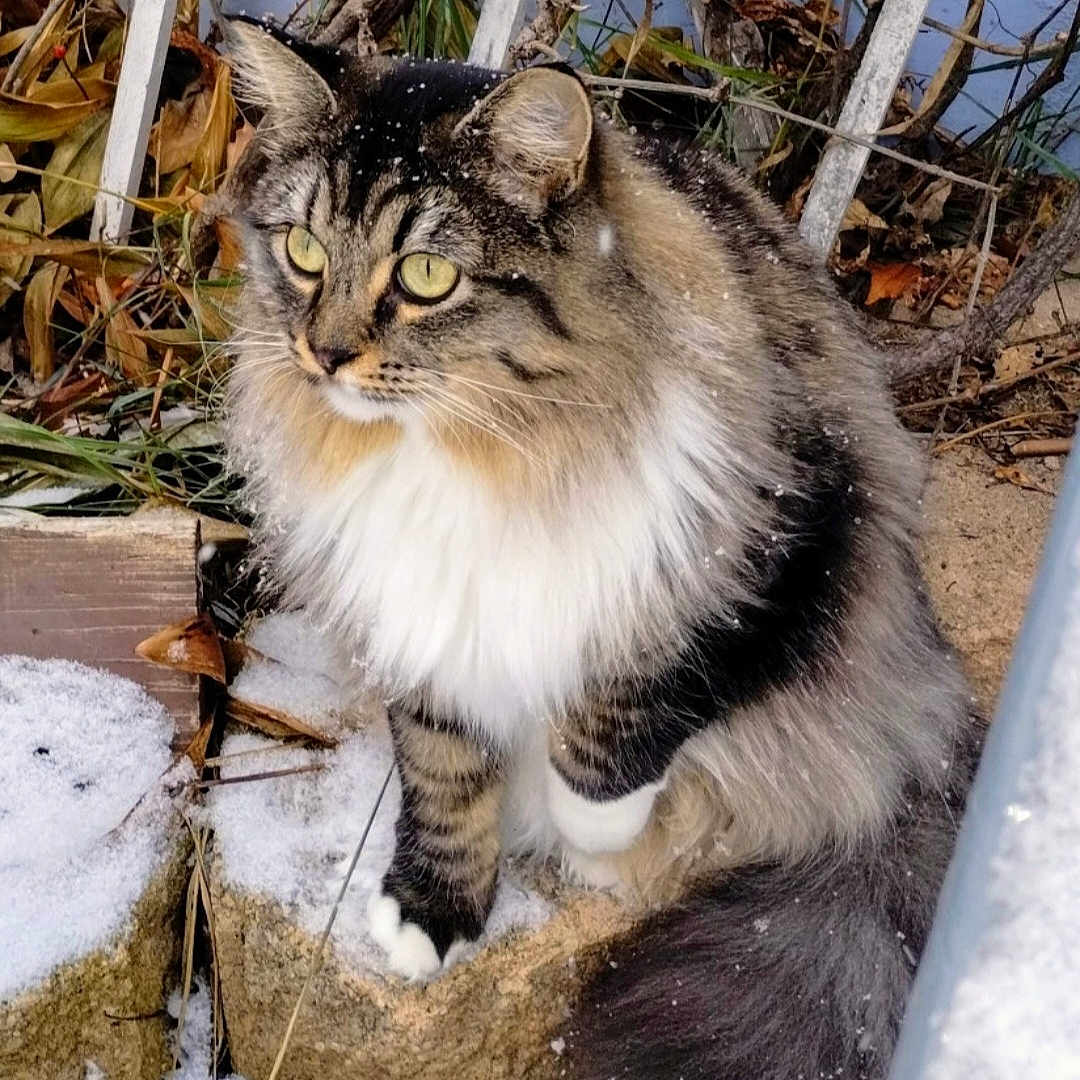 Sara