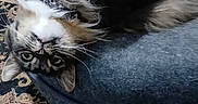 Sara joined the competition — help win amazing prizes! animal, carpet, cat, collar, curious, cute, domestic, feline, floor, fluffy, furniture, indoor, paw, pet_bed, playful, relaxed, soft, tabby, upside_down, whiskers