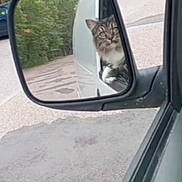 Sara is registered to the contest to win money with this photo: cat, side_mirror, vehicle, parking_lot, trees, curious, reflection, outdoor, animal, pet, fur, paw, road, car, nature, window, gray, white, black, fluffy