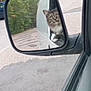 cat, side_mirror, vehicle, parking_lot, trees, curious, reflection, outdoor, animal, pet, fur, paw, road, car, nature, window, gray, white, black, fluffy