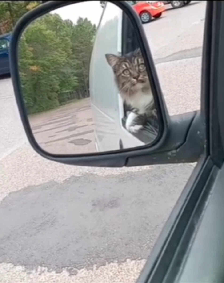 Sara is registered to the contest to win money with this photo: cat, side_mirror, vehicle, parking_lot, trees, curious, reflection, outdoor, animal, pet, fur, paw, road, car, nature, window, gray, white, black, fluffy