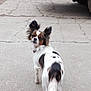 Jenna is registered to the contest to win money with this photo: dog, small_dog, papillon, ears, fur, white_fur, black_fur, brown_fur, outdoor, concrete, cracks, vehicle_tire, pet, looking_back, curious, canine, walkway, collar, sidewalk, animal