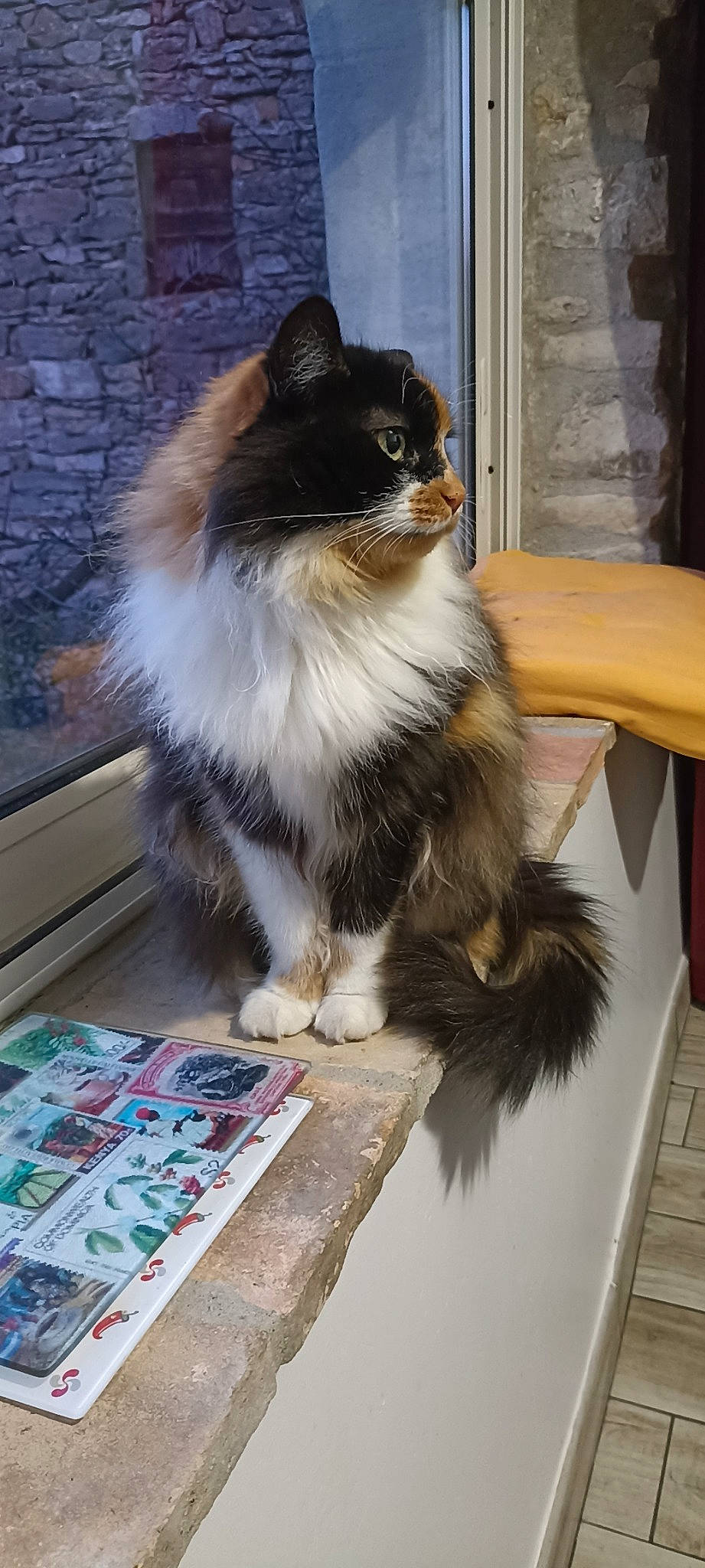 Nesta a rejoint le concours — aidez-le/la à gagner de superbes lots ! british_longhair, carnivore, cat, claw, companion_dog, dog_breed, fawn, felidae, flooring, fur, hardwood, paw, sitting, small_to_medium_sized_cats, snout, tail, terrestrial_animal, whiskers, wood