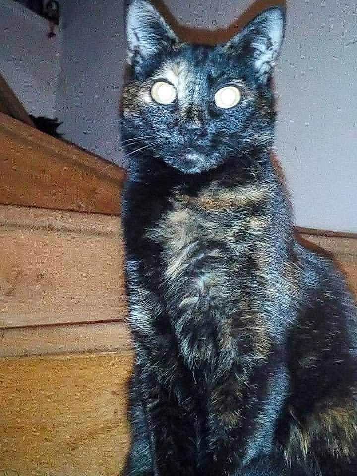 Kelya participe au concours pour gagner de l'argent avec cette photo : art, black_cat, bombay, carnivore, cat, cat_furniture, claw, domestic_short_haired_cat, electric_blue, felidae, fur, grey, hardwood, paw, small_to_medium_sized_cats, snout, tail, terrestrial_animal, whiskers, window