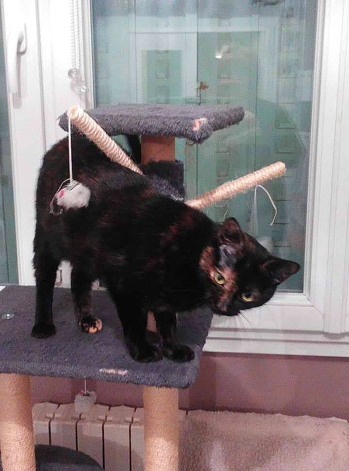 Kelya participe au concours pour gagner de l'argent avec cette photo : american_black_bear, bear, black_cat, canidae, carnivore, claw, comfort, companion_dog, dog_breed, domestic_short_haired_cat, felidae, fur, human_leg, natural_material, small_to_medium_sized_cats, sporting_group, tail, terrestrial_animal, thigh, window