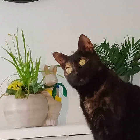 Kelya