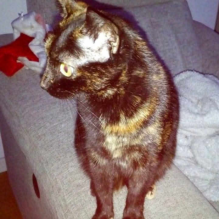 Kelia