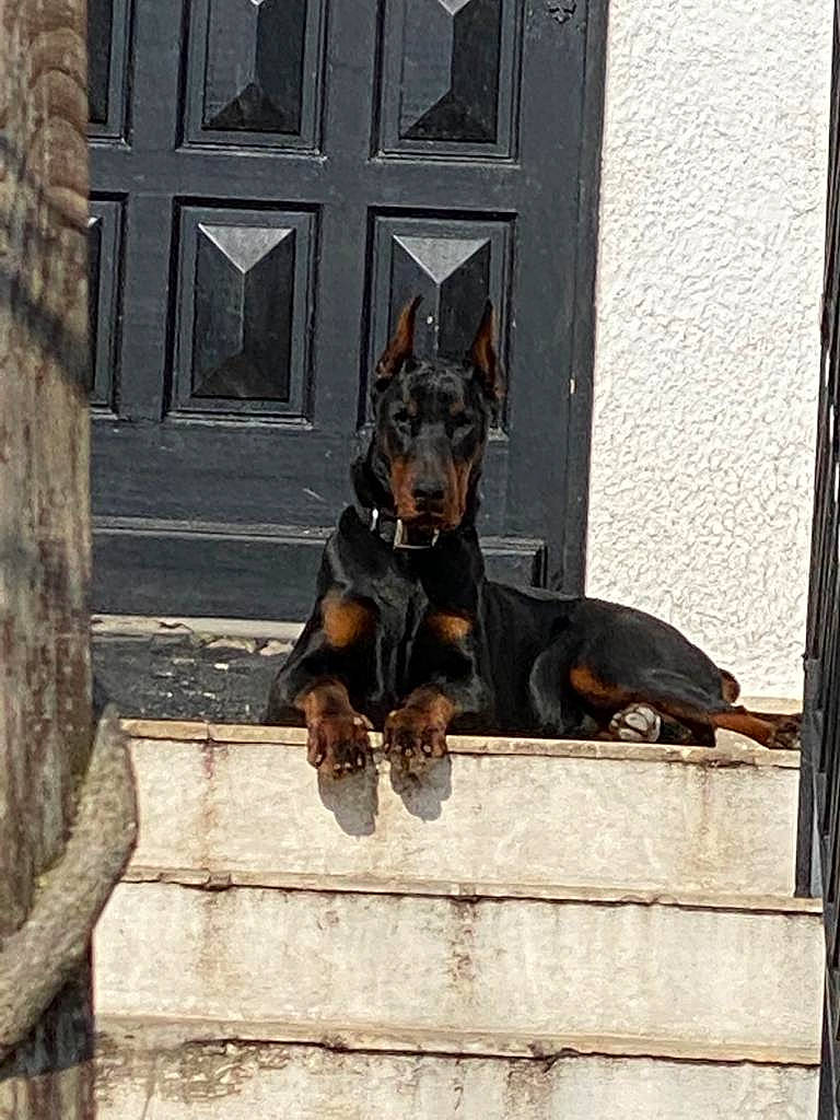 Dexter a rejoint le concours — aidez-le/la à gagner de superbes lots ! canidae, carnivore, companion_dog, dobermann, dog, dog_breed, dog_supply, door, fawn, grey, guard_dog, pattern, pinscher, prazsky_krysarik, snout, sporting_group, toy_dog, wood, working_animal, working_dog