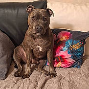 Tyron a rejoint le concours — aidez-le/la à gagner de superbes lots ! blanket, brown_fur, couch, dark_nose, dog, floppy_ears, floral_pillow, front_facing, home, indoor, living_room, pet, pit_bull, portrait, quilt, serious_expression, short_hair, sitting, sofa, white_chest