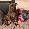 blanket, brown_fur, couch, dark_nose, dog, floppy_ears, floral_pillow, front_facing, home, indoor, living_room, pet, pit_bull, portrait, quilt, serious_expression, short_hair, sitting, sofa, white_chest