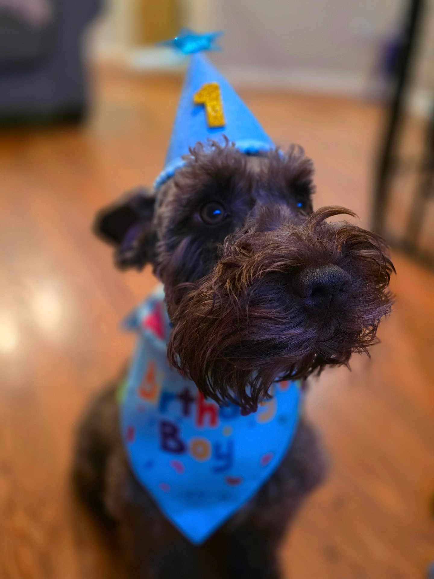Luca is registered to the contest to win money with this photo: dog, birthday_hat, blue_bandana, celebration, pet, canine, indoor, wooden_floor, close_up, portrait, curious, fur, brown_dog, animal, happy, party, number_one, hat, birthday, cute