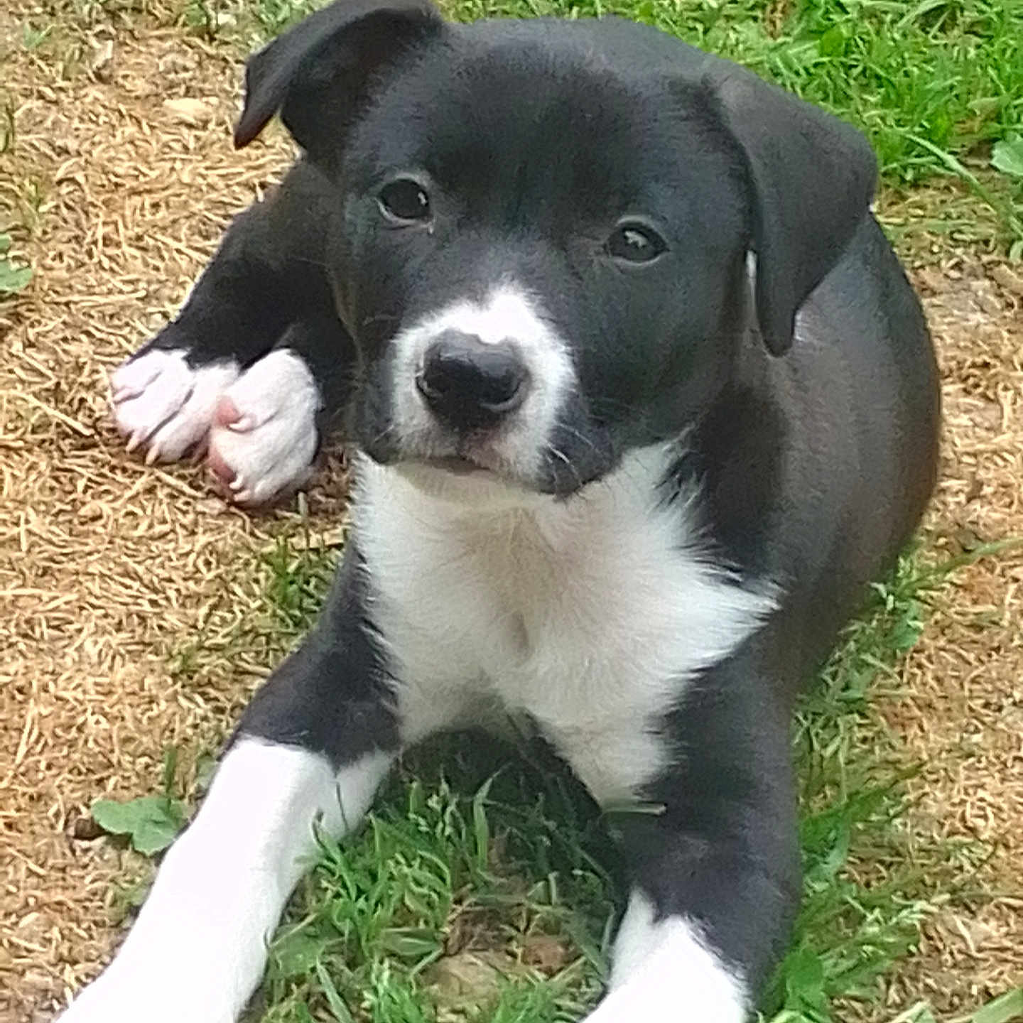 Charli a rejoint le concours — aidez-le/la à gagner de superbes lots ! adorable, animal, black_and_white, canine, cute, dog, ears, eyes, fur, grass, laying_down, mammal, nature, nose, outdoor, paws, pet, puppy, small, young