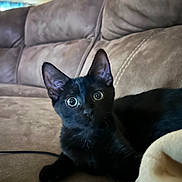 Flow is registered to the contest to win money with this photo: alert, animal, black_cat, brown, close_up, couch, cozy, curious, domestic_cat, ears, fur, furniture, indoor, kitten, pet, relaxed, soft_texture, whiskers, wide_eyes, young_animal